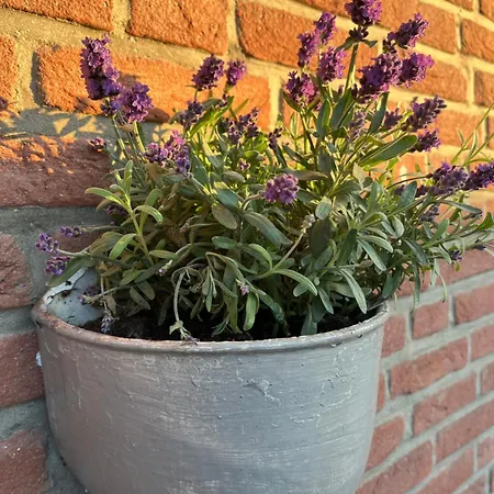 Luette Feldhus Mit Garten Und Zaun * Glasau